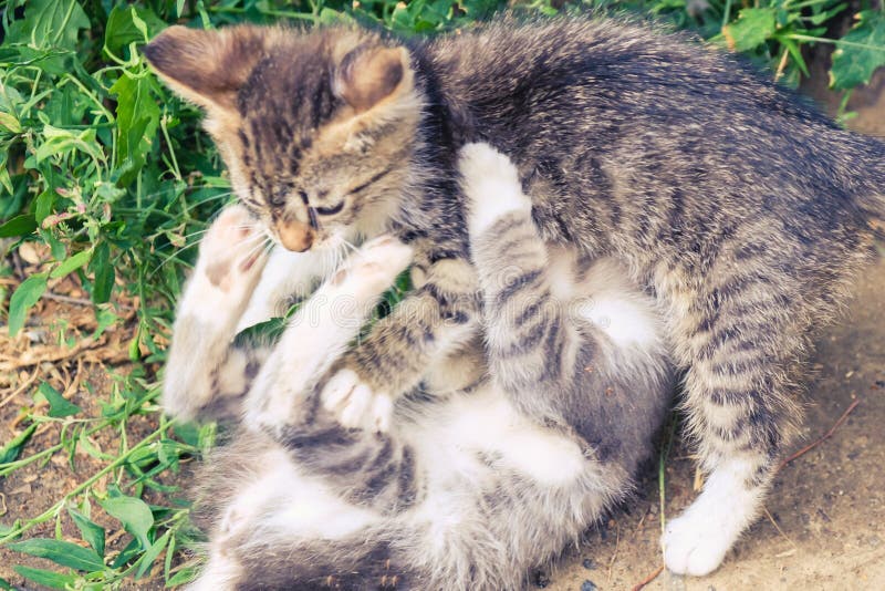Gulligt husdjur f? r kattungekattvilsekommet djur d? ligt. Kitten cat stray cute pet animal feline. poor