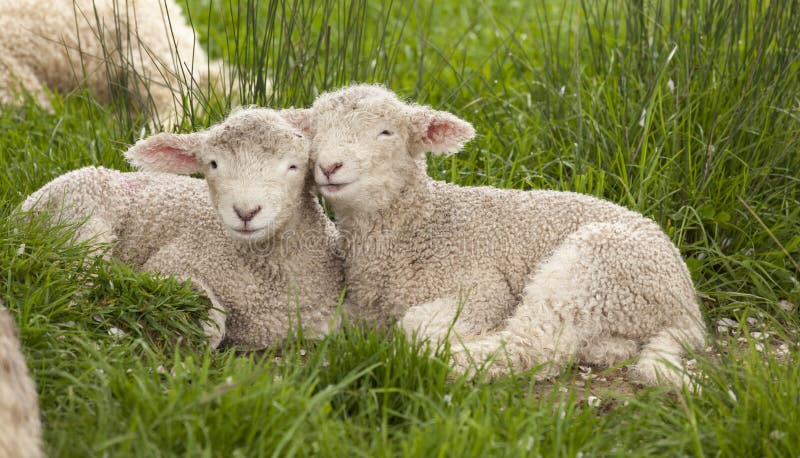 Gulligt keligt luddigt behandla som ett barn snugg för syskon för får för djurvårlamm