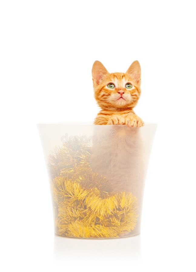 Gulligt litet rött kattungesammanträde i genomskinlig hink fyllde med guld- glitterjul garnering och att se rakt på kameran arkivfoton Gulligt litet rött kattungesammanträde i genomskinlig hink fyllde med guld- glitterjul garnering och att se rakt på kameran arkivfoton
