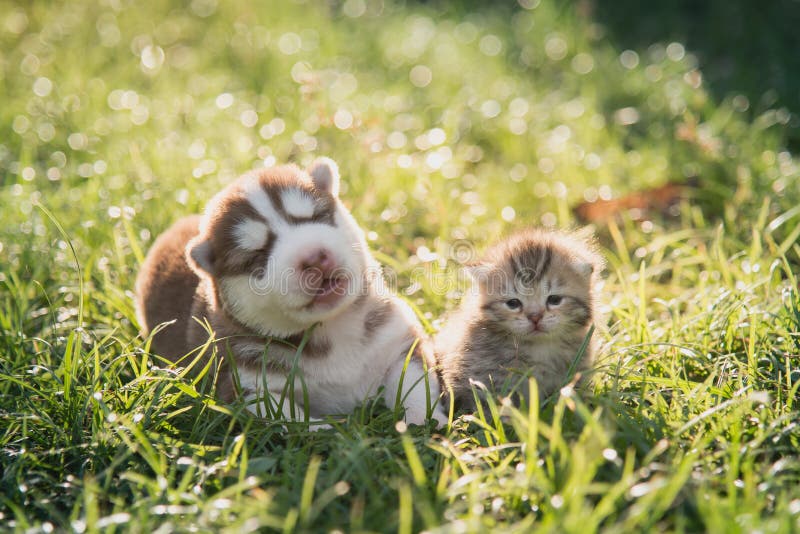 Gulligt siberian skrovlig ligga för valp- och strimmig kattkattunge royaltyfri fotografi Gulligt siberian skrovlig ligga för valp- och strimmig kattkattunge royaltyfri fotografi