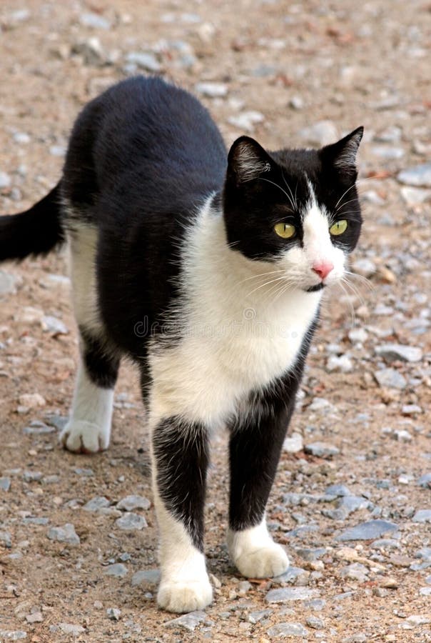 Gulligt svartvitt kattanseende på en grusbana royaltyfri foto