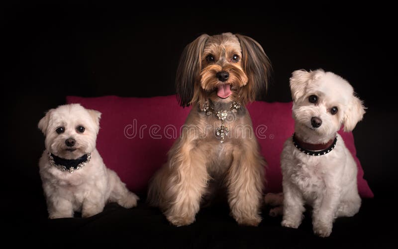 Gulligt vita Terrier för västra högland sammanträde på svart royaltyfri foto Gulligt vita Terrier för västra högland sammanträde på svart royaltyfri foto