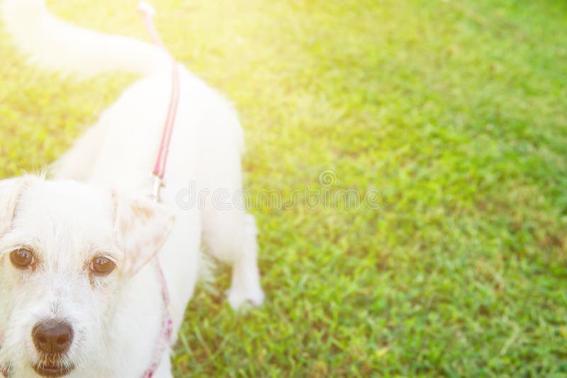 Gulligt vuxet vitt anseende för hund för stålarrussell terrier på gräsmatta för grönt gräs som ser upp i kameran Solljus för somm arkivfoto Gulligt vuxet vitt anseende för hund för stålarrussell terrier på gräsmatta för grönt gräs som ser upp i kameran Solljus för somm arkivfoto