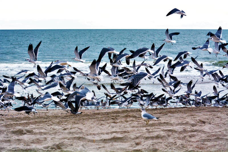 Gulls have been observed preying on live whales, landing on the whale as it surfaces to peck out pieces of flesh