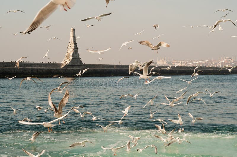 Gulls on Sea - Istanbul