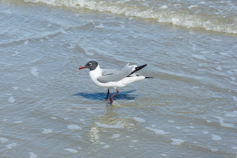 Gulls or seagulls at Galveston Texas