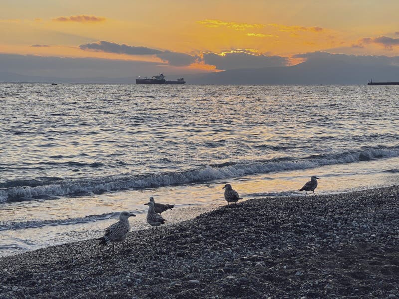 Gulls standing along the sea shore at sunset