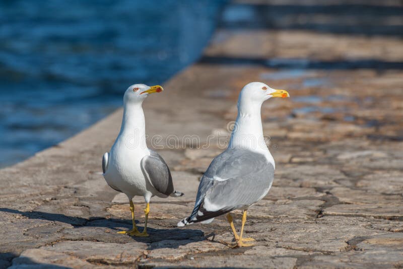 Gulls swagger