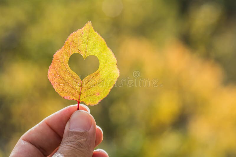 Gult blad för höst i hand arkivbild