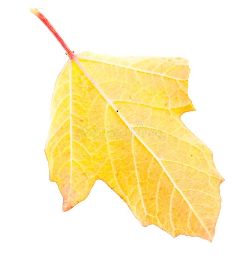 Gult blad för höst som isoleras på vit bakgrund