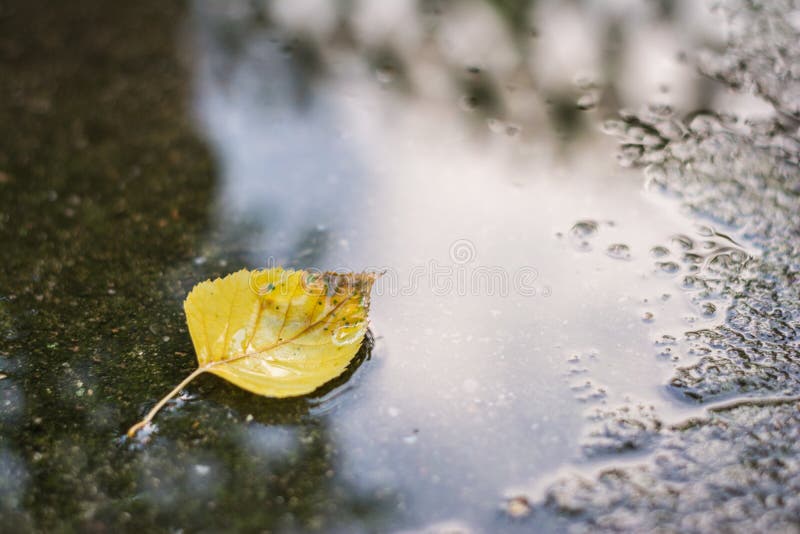 Gult stupat blad av björkträdet, betula royaltyfri fotografi Gult stupat blad av björkträdet, betula royaltyfri fotografi