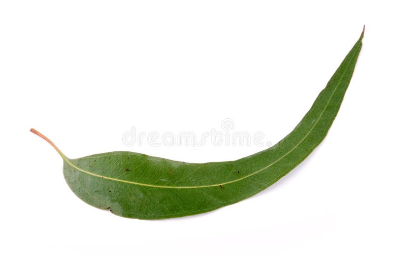 Gum leaf stock photo. Image of conservation, close, ecology 8780262