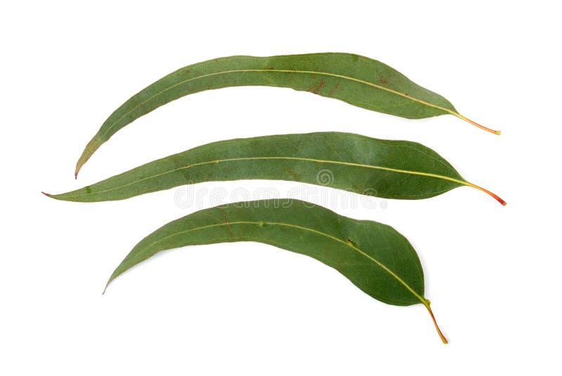 Three gum leaves on isolated background. Three gum leaves on isolated background