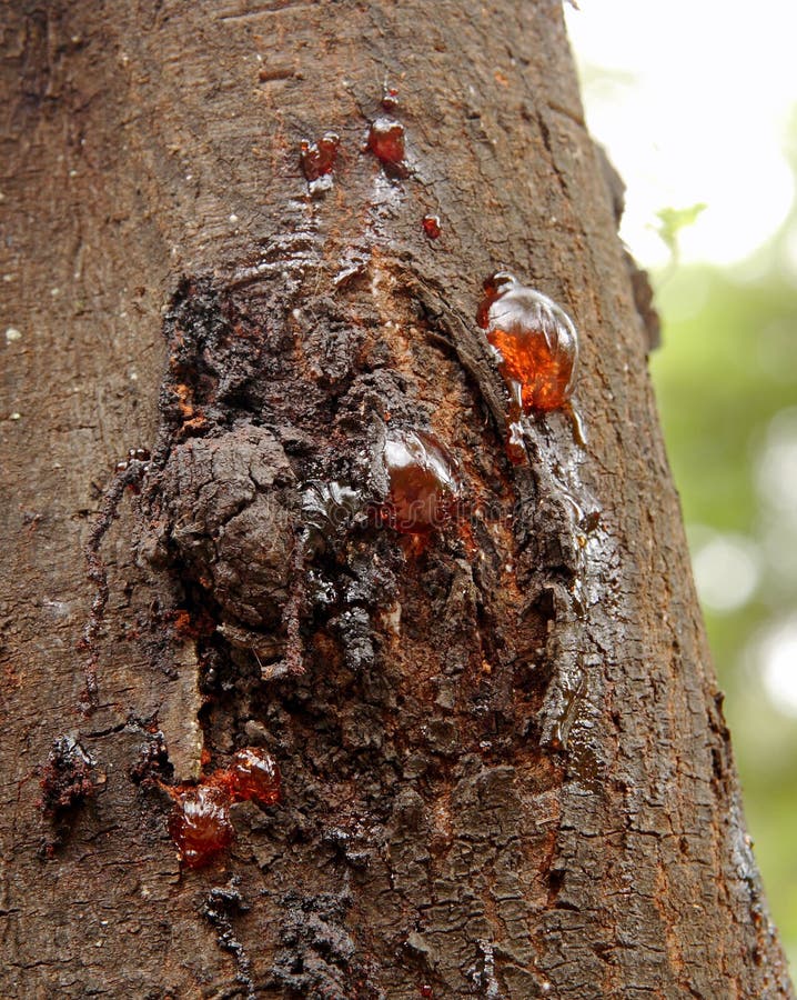 Gum seeping through he bark of a wattle tree