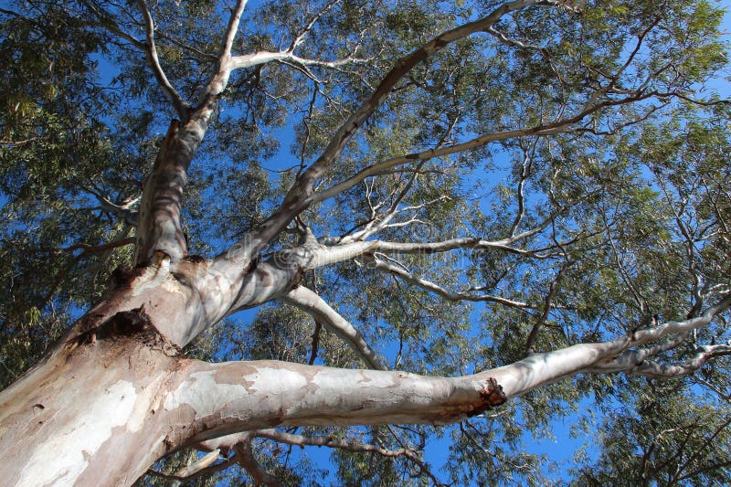 Gum tree in a park in fremantle (australia) royalty free stock photos