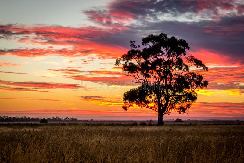 Gum Tree Stock Photos Download 10,612 Royalty Free Photos