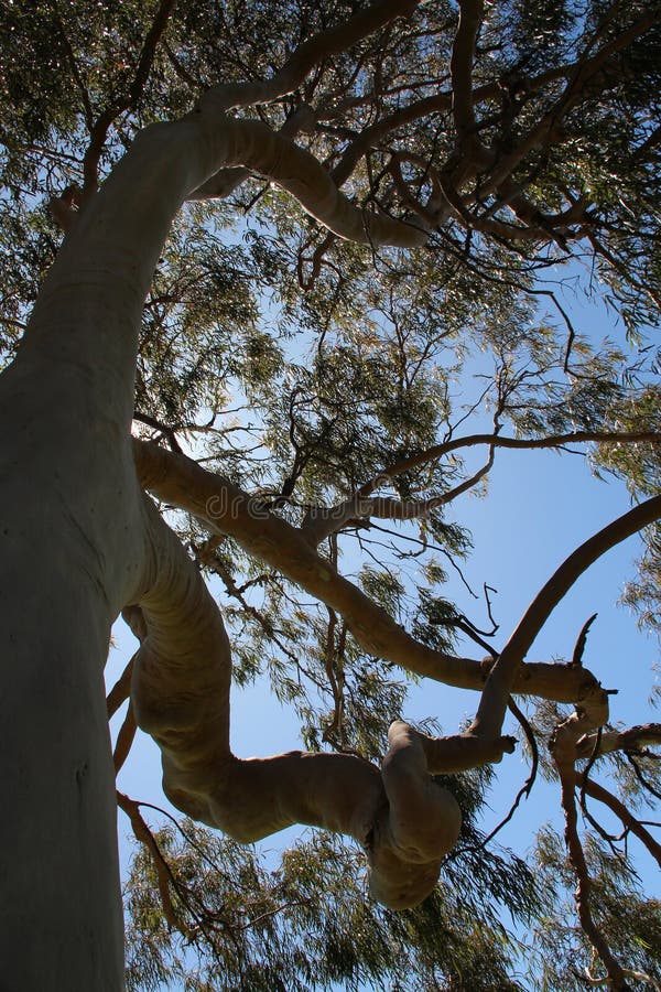 Gum tree - yanchep national park - australia stock images