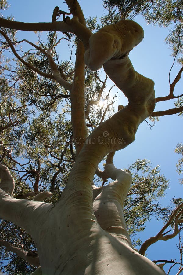Gum tree at the yanchep national park - western australia stock image