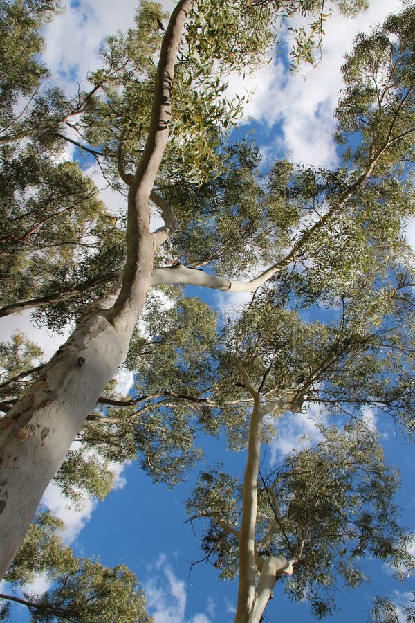 Gum Trees in a Park in York (australia) Stock Photo Image of garden
