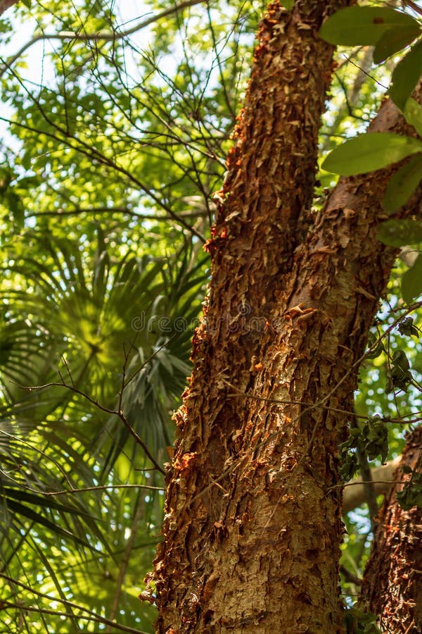 buy gumbo limbo tree buy gumbo limbo tree
