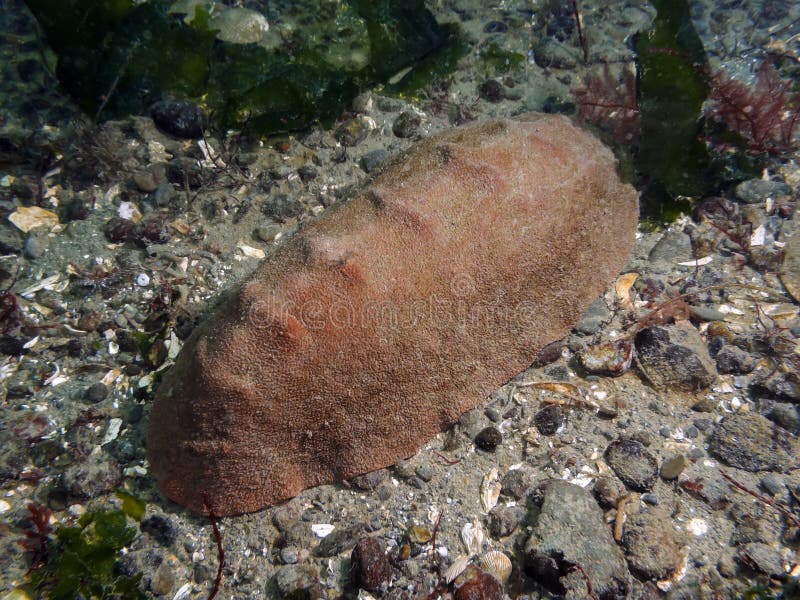 A Gumboot Chiton (Cryptochiton stelleri) also known as a Giant Western Firey Chiton photographed while scuba diving in Southern British Columbia, Canada.