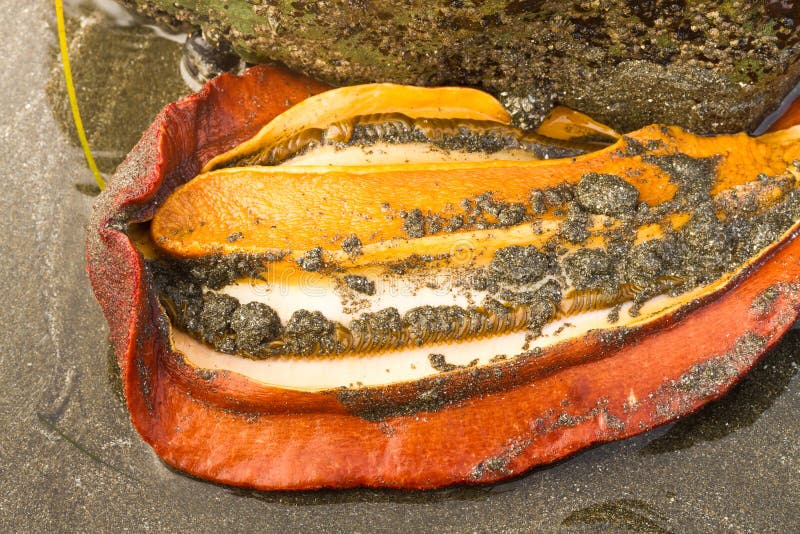 Gumboot chiton in an Oregon coast tide pool showing mouth and gills; Giant Western Firey Chiton