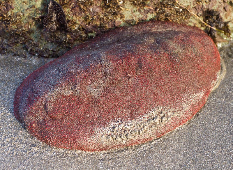 Gumboot chiton on the sand in an Oregon coast tide pool