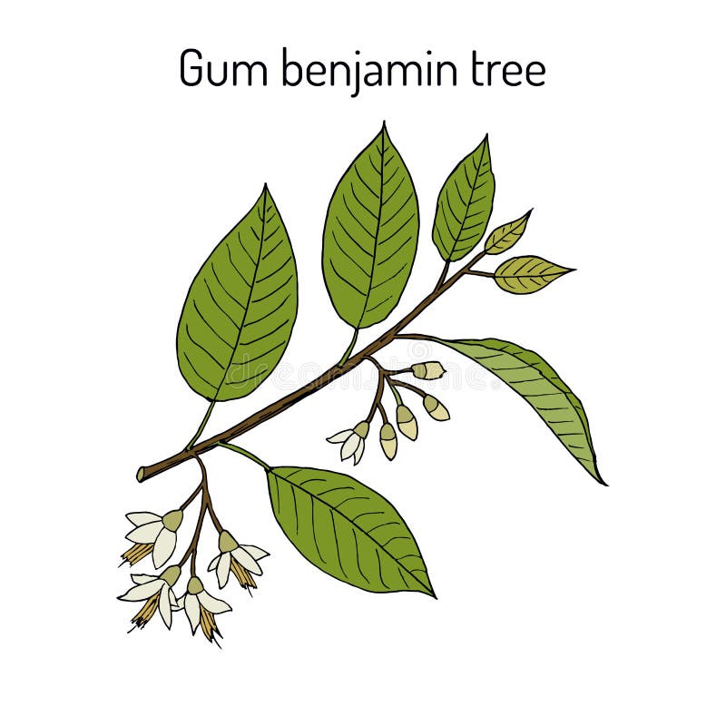 Gum benjamin tree Styrax benzoin , medicinal plant. Hand drawn botanical vector illustration. Gum benjamin tree Styrax benzoin , medicinal plant. Hand drawn botanical vector illustration