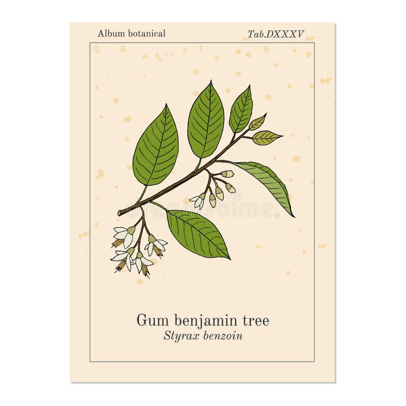 Gum benjamin tree Styrax benzoin , medicinal plant. Hand drawn botanical vector illustration. Gum benjamin tree Styrax benzoin , medicinal plant. Hand drawn botanical vector illustration