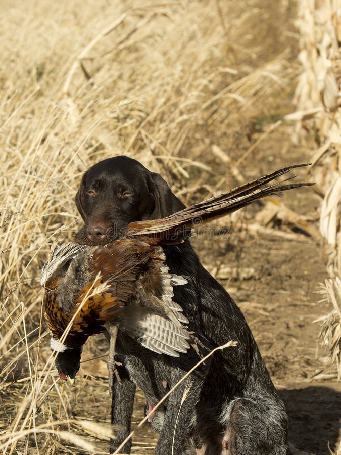 Gun Dog with a Pheasant stock photo. Image of wirehair 36705018