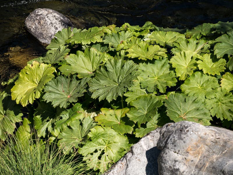 Gunnera roślina zdjęcia stock Gunnera roślina zdjęcia stock