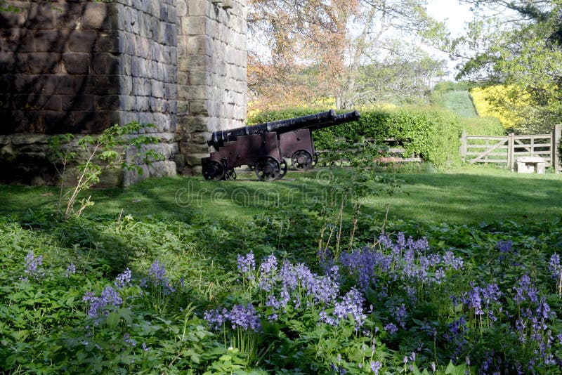 Guns and Bluebells stock photos Guns and Bluebells stock photos