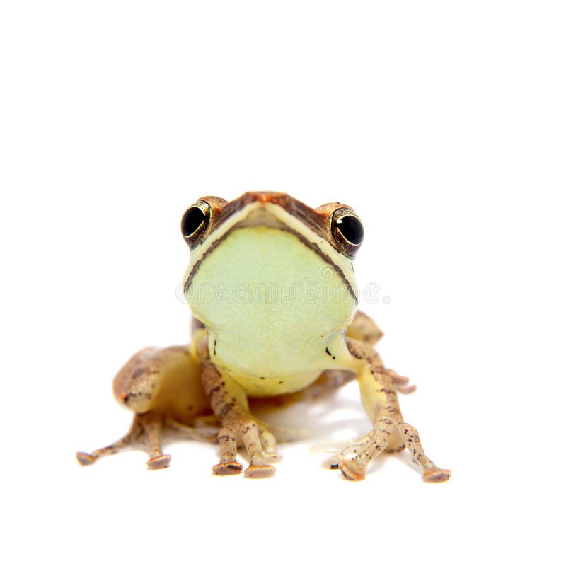 Gunther`s whipping frog, montane hour-glass tree-frog, Taruga eques on white. Gunther`s whipping frog, montane hour-glass tree-frog, Taruga eques, isolated on stock image Gunther`s whipping frog, montane hour-glass tree-frog, Taruga eques on white. Gunther`s whipping frog, montane hour-glass tree-frog, Taruga eques, isolated on stock image