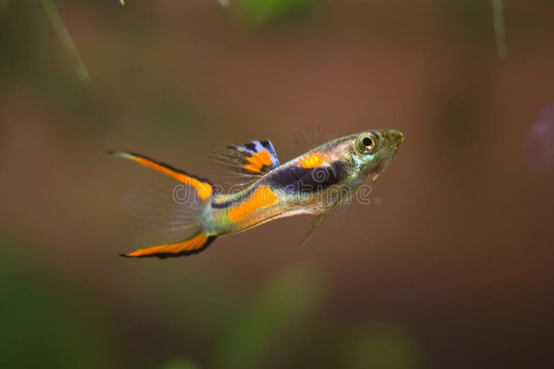 Guppy endler, Poecilia-wingei, zoetwateraquariumvissen, mannetje in heldere kuit schietende kleuring, laguna Campoma biotoopaquar royalty-vrije stock foto's Guppy endler, Poecilia-wingei, zoetwateraquariumvissen, mannetje in heldere kuit schietende kleuring, laguna Campoma biotoopaquar royalty-vrije stock foto's