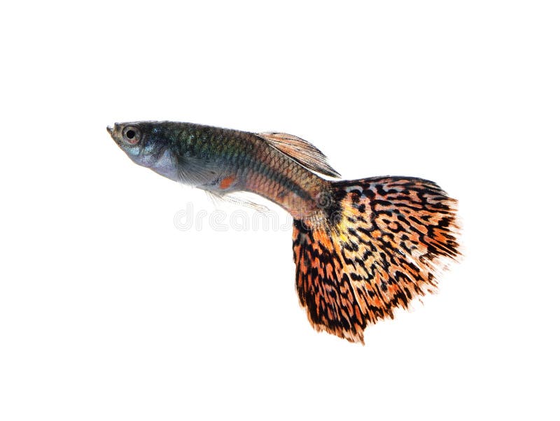 Guppy fish stock photos Guppy fish stock photos