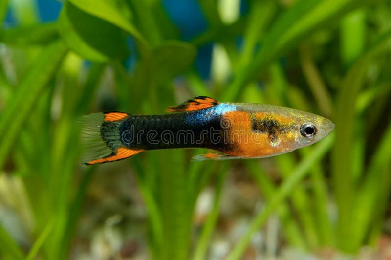 Guppy fish stock photo Guppy fish stock photo