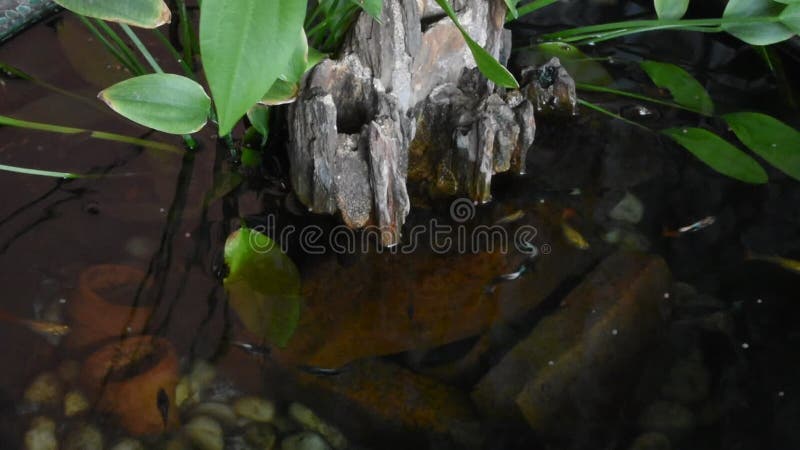 Guppy fishes or millionfish and rainbow fish swimming in water and eating food