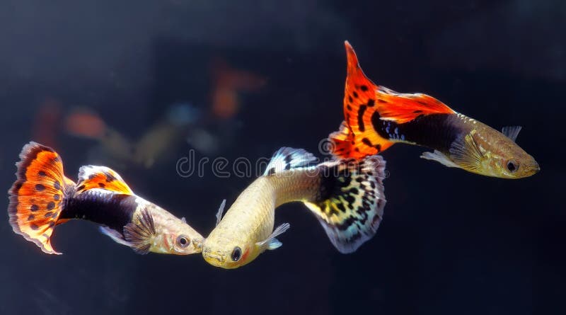 4,292 Guppy Stock Photos - Free & Royalty-Free Stock Photos from Dreamstime