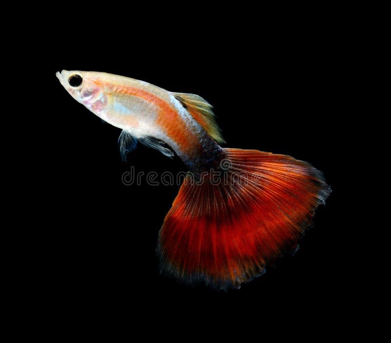 Guppy pet fish swimming stock photo. Image of marine 22889422