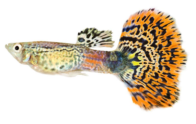 guppy poecilia reticulata fotografia stock guppy poecilia reticulata fotografia stock