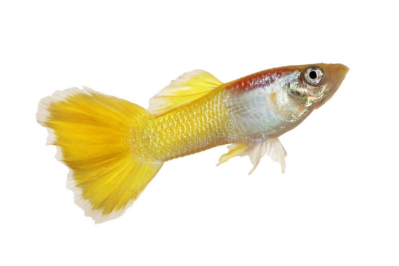 819 Yellow Guppy Stock Photos Free Royalty-Free Stock Photos From