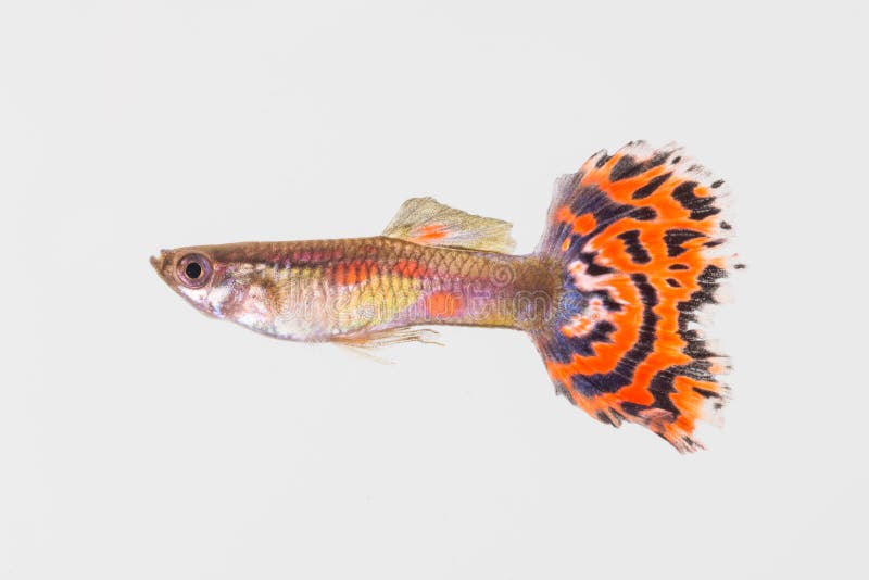 Guppyman 1 royaltyfri foto Guppyman 1 royaltyfri foto