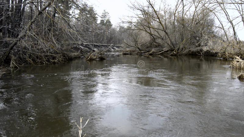 Gurgling or murmur sounds of water flow in shoal of small river in forest in early spring on background of fallen trees in water.