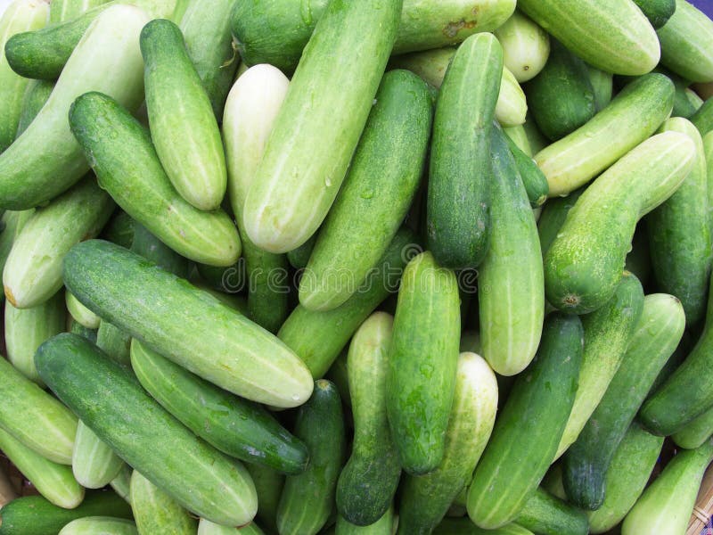 Download Gurke stockbild. Bild von niemand, frucht, saft, frische - 96929717