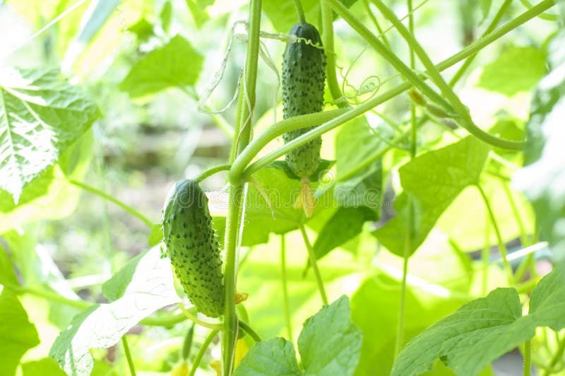 Gurke, Die Im Garten Wächst Frische Organische Gurke Neuer Organischer