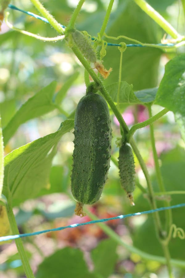Gurke im Garten stockfoto. Bild von betrieb, frische 42907244
