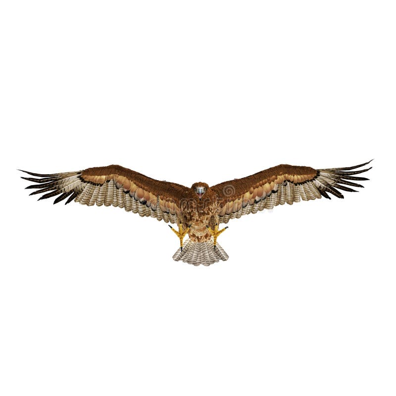Flying Hawk Front
