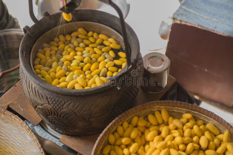 Gusano de seda de ebullición del capullo del color amarillo hermoso en un pote fotos de archivo libres de regalías Gusano de seda de ebullición del capullo del color amarillo hermoso en un pote fotos de archivo libres de regalías
