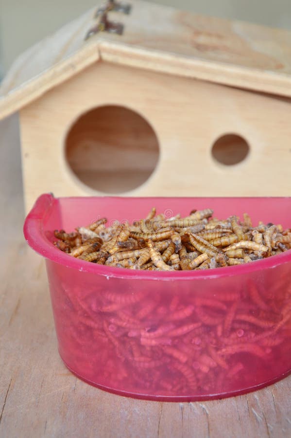 Gusano secado para el roedor o el pájaro de alimentación con el lagarto y la casa de madera imagenes de archivo Gusano secado para el roedor o el pájaro de alimentación con el lagarto y la casa de madera imagenes de archivo