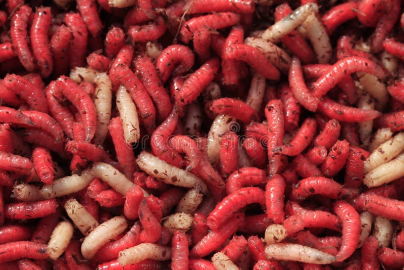 Gusanos rojos y blancos del cebo de pesca imágenes de archivo libres de regalías Gusanos rojos y blancos del cebo de pesca imágenes de archivo libres de regalías